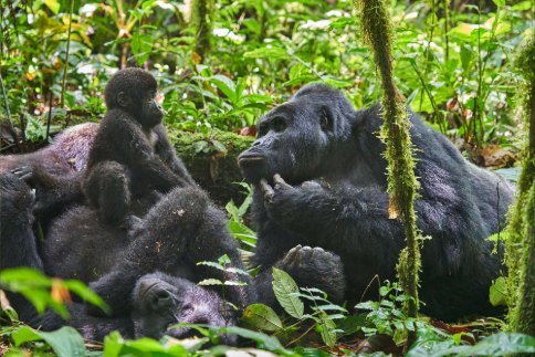 Gorillas, Migration & Zanzibar Honeymoon